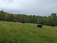 Black cows standing in a field with telephone wires running through.