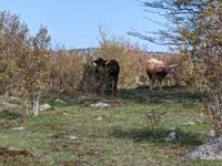 A tan cow with red and blue tags on its ears, and a black cow obscured by a bush.
