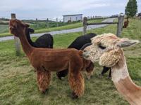A black, a brown and a tan alpaca.