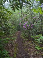 A branch with many pink flowers to the right of a trail densely enclosed with plant life.