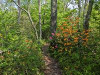 A mix of orange and pink flowers along a dirt trail.